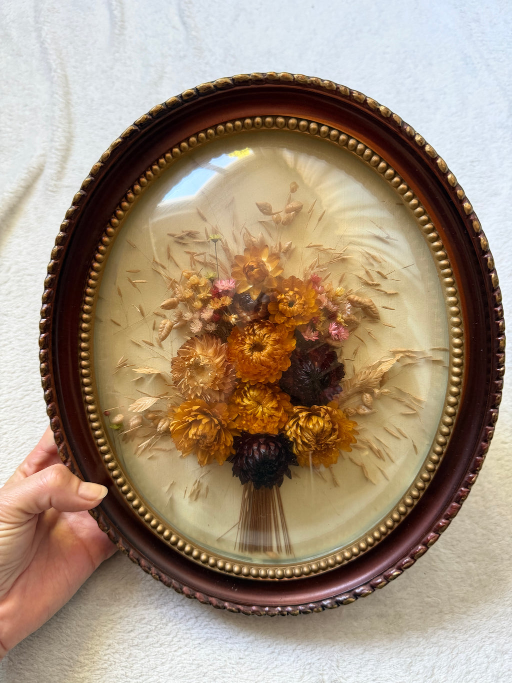 Oval dried flower frame under convex glass - vintage botanical curiosity cabinet