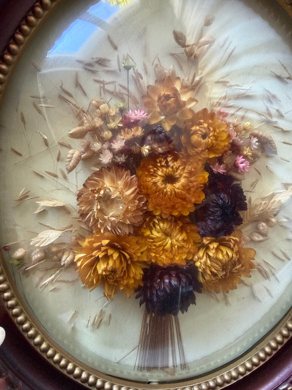 Oval dried flower frame under convex glass - vintage botanical curiosity cabinet